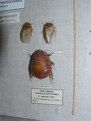 <span class="mw-page-title-main">Corydiidae</span> Family of cockroaches