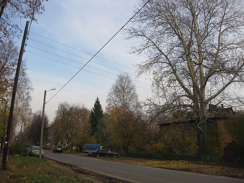 Файл:Большая осина на ул. Невзоровых - panoramio (1).jpg