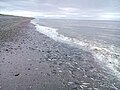 Камчатское побережье Охотского моря в июне.jpg