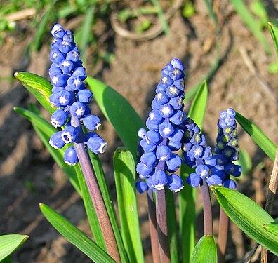 Blue primroses Muscari