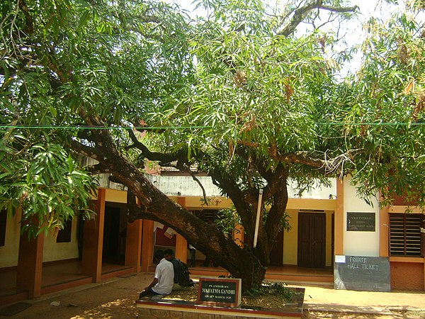 The tree planted by Gandhi in 1925