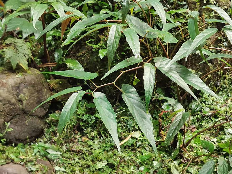 File:台灣秋海棠 Begonia taiwaniana 20220120132522 01.jpg