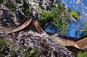 Kirsikkapuu ja Mikumari-jinjan pyhäkkö