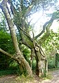 Arbre aux formes curieuses (ressemblant à un éléphant) sur les rives de l'Odet près du château de Kerambleiz