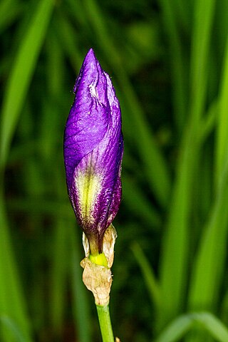 <i>Iris sambucina</i> Species of plant