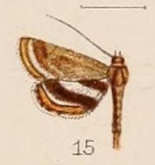 15-Oligostigma alicialis Hampson, 1908. JPG