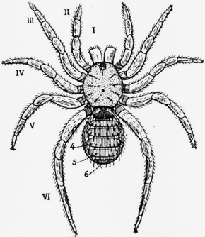 Descrierea imaginii Britannica-Arachnida-Liphistius desultor.png din 1911.