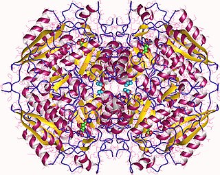 Glucarate dehydratase