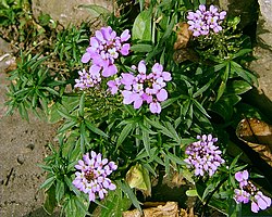 Sarjasaippo (Iberis umbellata)