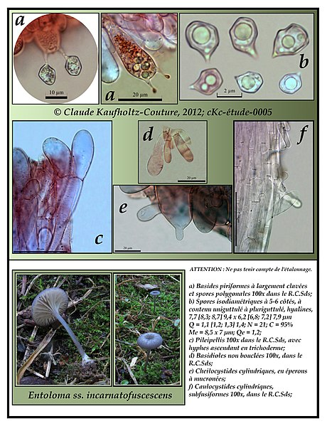 File:2013-02-02 Entoloma incarnatofuscescens (Britzelm.) Noordel 660287.jpg