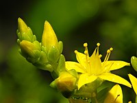 Fleurs de poivre de muraille (Sedum acre).