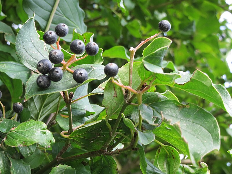 File:20130823Cornus sanguinea3.jpg