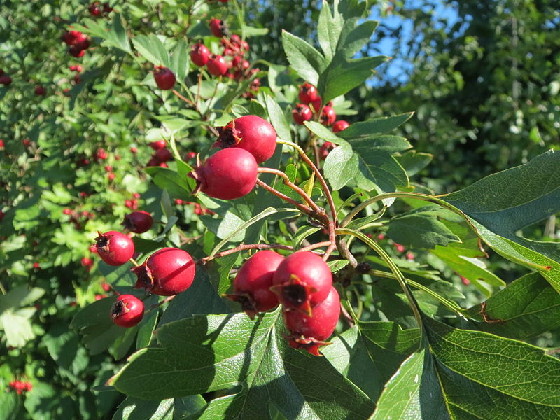 File:20130904Crataegus monogyna.jpg