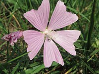 Malva alcea