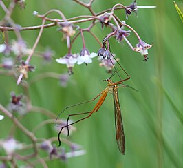 Bittacus kimminsi