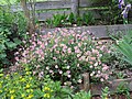 * Nomination Helianthemum (rock rose) as garden flower at Bichlhäusl in Frankenfels, Austria. --GT1976 04:25, 26 August 2018 (UTC) * Promotion Good quality. -- Johann Jaritz 04:33, 26 August 2018 (UTC)