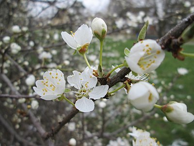 Blüten der Kirschpflaume (Prunus cerasifera) in Hockenheim (19. März 2018), eines der Fotos die einen Tag vor Frühlingsanfang am 20. März 2018 aufgenommen wurden. English: Flowers on cherry tree, one day before begin of spring, March 20 2018 (→ photo)