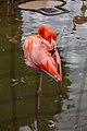 * Nomination A flamingo at the Ueno Park zoo. --Balon Greyjoy 09:14, 18 February 2022 (UTC) * Decline  Oppose DOF is too shallow: only the tail and the left leg are in focus while the head is not. --VileGecko 14:29, 18 February 2022 (UTC)