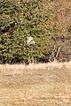 Deutsch: Der Blonsberg ist ein Naturschutzgebiet in der Gemeinde Petersberg im Saalekreis in Sachsen-Anhalt. Polski: Blonsberg - rezerwat przyrody w gminie Petersberg w kraju związkowym Saksonia-Anhalt, Niemcy.