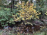 Lindera benzoin, or northern spicebush.