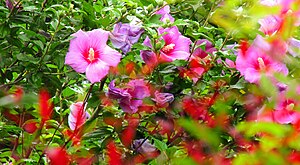 Hibiscus Syriacus