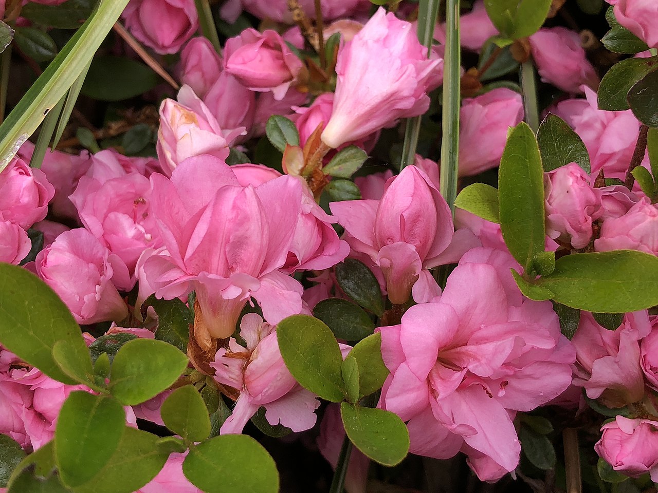 Rosebud Azalea