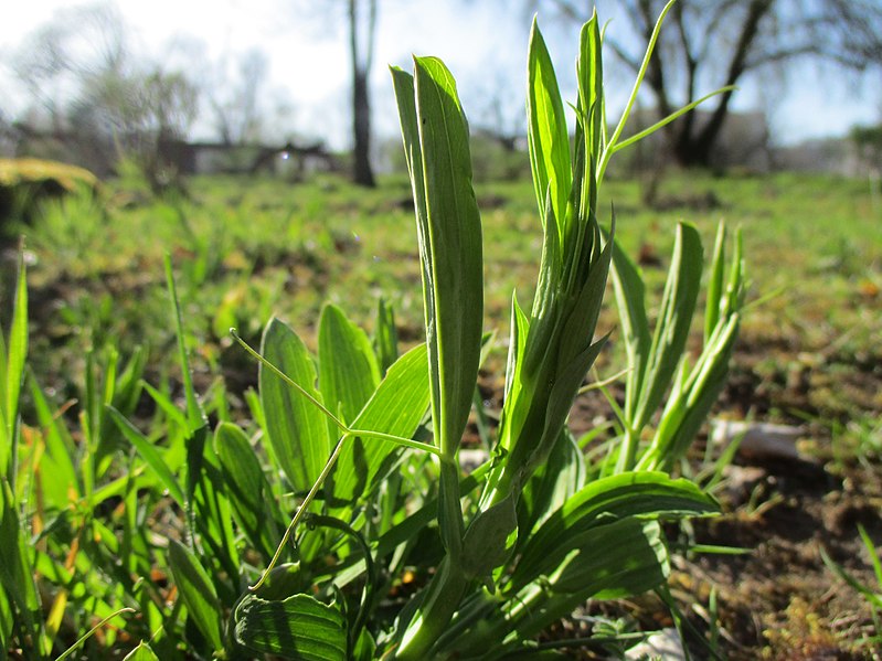 File:20210331Lathyrus latifolius1.jpg