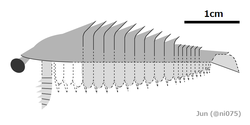 20220220 Fengzhengia mamingae diagrammatic reconstruction.png