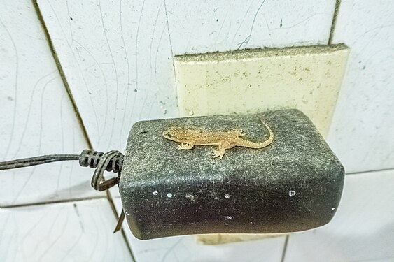 An oriental leaf-toed gecko in Taiwan house indoor, It was stayed on the top of dusty AC power transformer plug.
