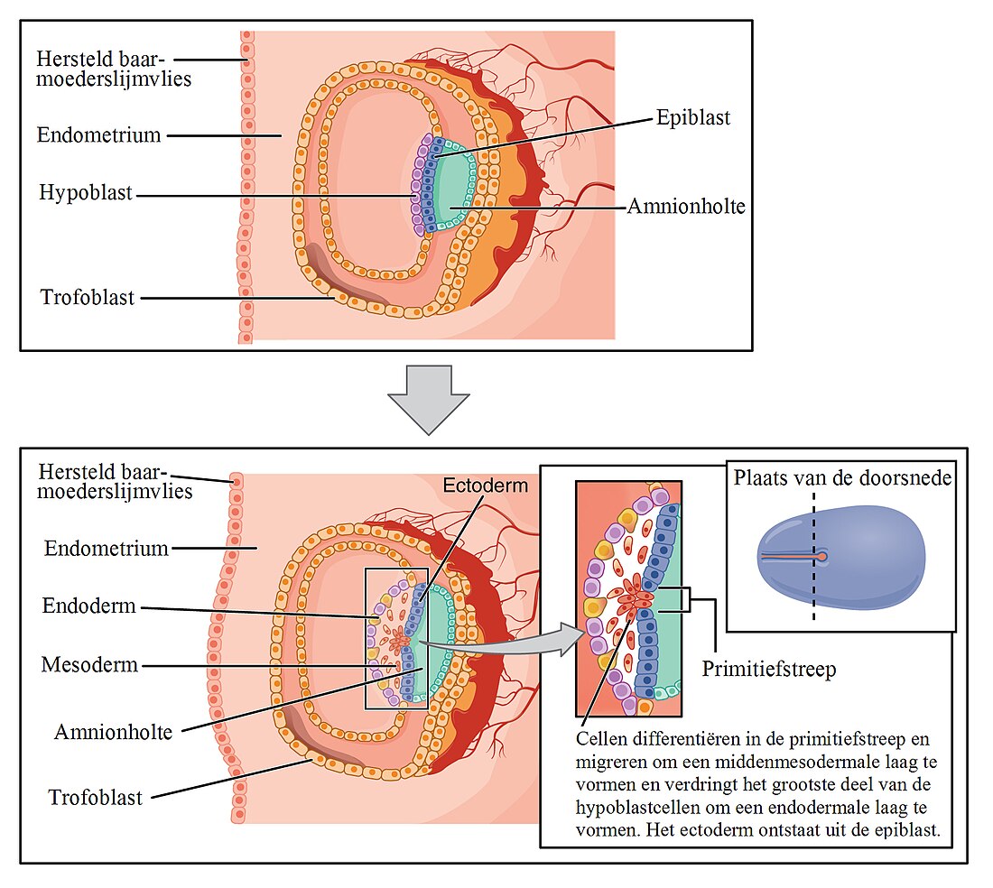 Ectoderm