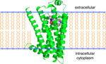 Thumbnail for Beta-2 adrenergic receptor