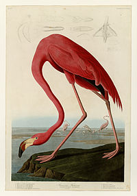 431 American Flamingo.jpg