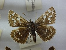 444-Pyrgus maculatus.JPG