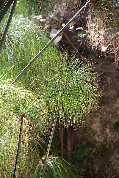 File:4941 - Papiro nella Fonte Aretusa, Siracusa - Foto Giovanni Dall'Orto, 21 marzo 2014.jpg