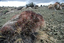 614 Arg BosqueDarwin cactus.JPG