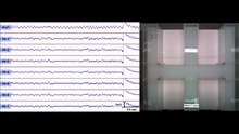 Файл: A-Wireless-EEG-жазба-су-лабиринт ішіндегі егеуқұйрықты пайдалану әдісі.0147730.s003.ogv