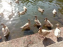 A Duck pond and ducks in Howrah, West Bengal, India. A Duck pond and ducks in Howrah, West Bengal, India.jpg