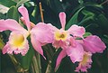 A and B Larsen orchids - Brassocattleya Heatonensis 555-3.jpg