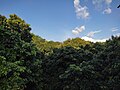 A lushful garden filled with trees