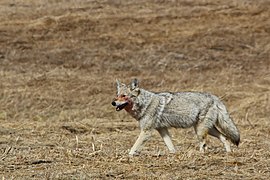 Kojote (Canis latrans)