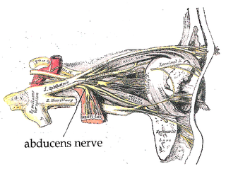 Abducens nerve Cranial nerve VI, for eye movements