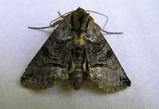 <i>Abrostola</i> Genus of moths