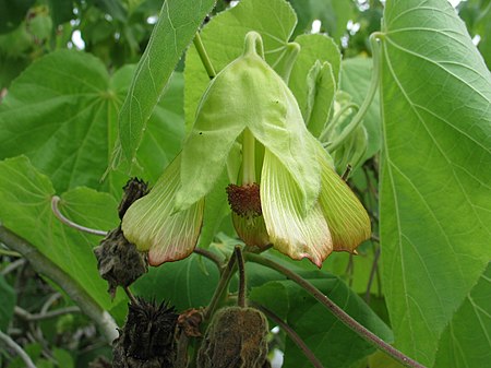 Abutilon sandwicense