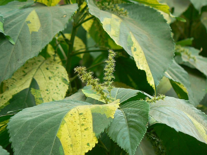 File:Acalypha wilkesiana (348616110).jpg