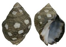 Acanthina brevidentata (Kayu, 1828) (3063441884).jpg