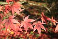 Acer palmatum 'Atropurpureum' in autumn