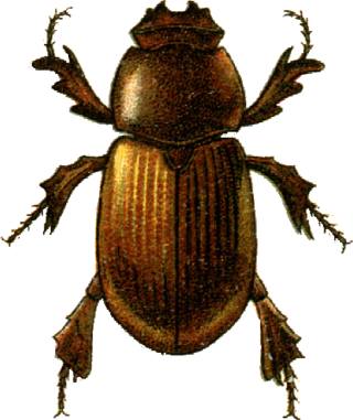 <i>Codocera</i> Genus of beetles