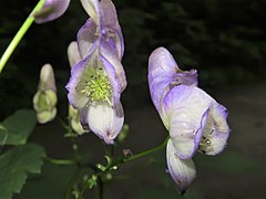 雄蕊および雌蕊は無毛。