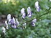 Aconitum variegatum 280702.jpg