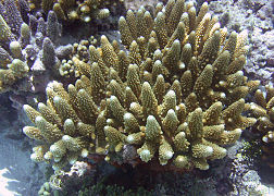 1.506 fotos de stock e banco de imagens de Coral Acropora Gemmifera - Getty  Images